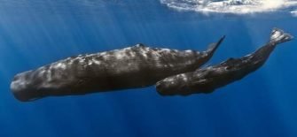 Whale