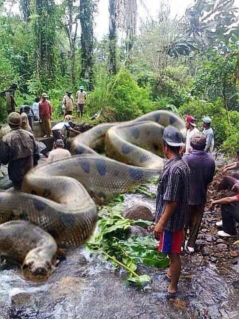 worlds-biggest-snake-anaconda-5676c09d3df78ccc152545fc