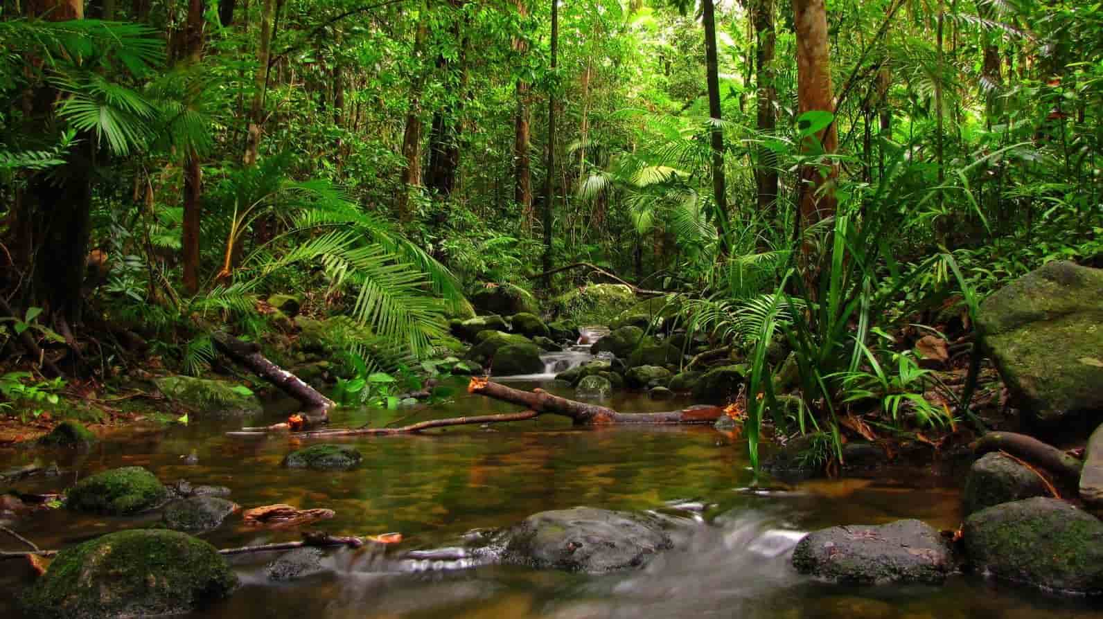 अमेजन जंगल का रहस्य